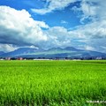 写真: 阿蘇の田園風景。