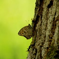 写真: ヒカゲの蝶