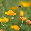 写真: お花畑の蜂