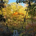 写真: シオカラ谷の紅葉