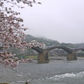 写真: 桜の錦帯橋。曇り・・・(17)