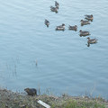 写真: 米子水鳥公園(6)水鳥とヌートリア