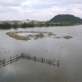写真: 米子水鳥公園(3)