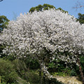 仁比山神社の仁王門少し手前、もみじの湯の入口付近の八重桜(1)