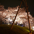 写真: サンレイクかすやの夜桜 (1)