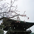 写真: 宮地嶽神社の大寒桜(1)夫婦桜