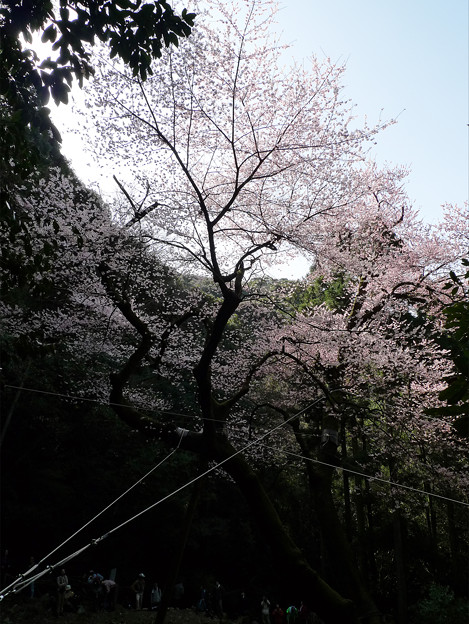 写真: 虎尾桜(4)