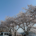 写真: めかり公園の桜(8)