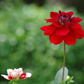 赤い花白い花