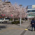 写真: 駅前の桜