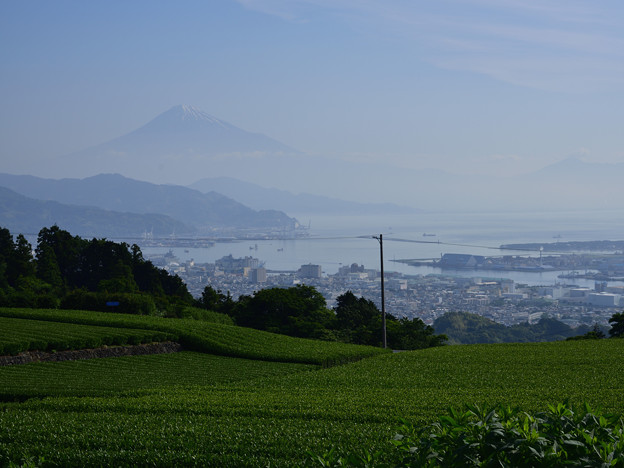 写真: 日本平の茶畑ブラブラ
