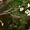 写真: １０月桜