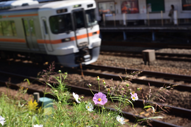 写真: 東海道線とコスモス