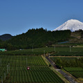 写真: 茶園と富士山