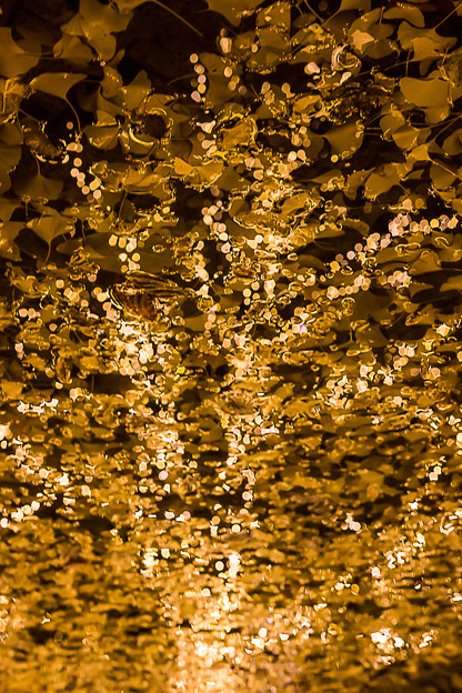 写真: 金色に輝く木
