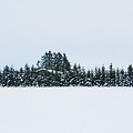 Photos: 雪で飾られたツリー