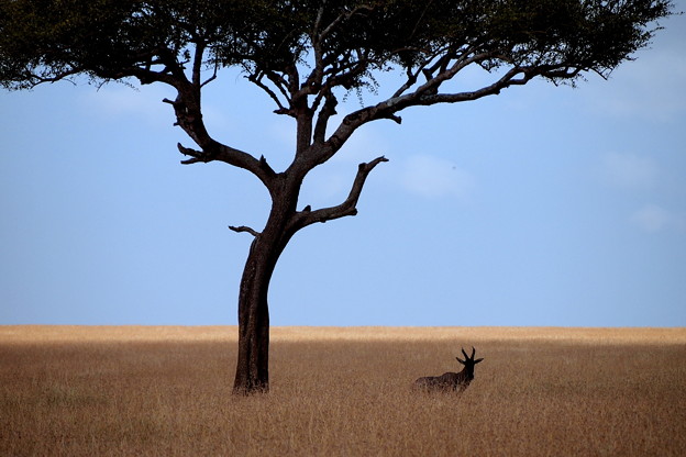 Wildebeest &amp; the tree