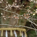 写真: 寒桜と御神木