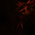 夜陰に紛れる紅葉