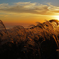 写真: 生石高原の夕景