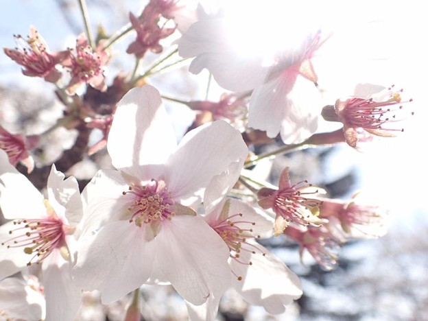 写真: 散り際の桜