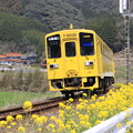 写真: 黄色い電車