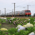 紫陽花と７８３系特急列車