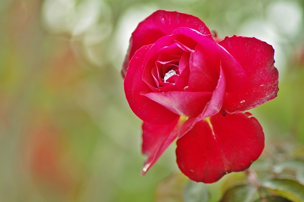 写真: 名残の薔薇