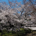 写真: 立派な桜