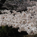 桜の棚