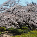 見事な桜