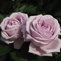 写真: 淡いピンク色の薔薇