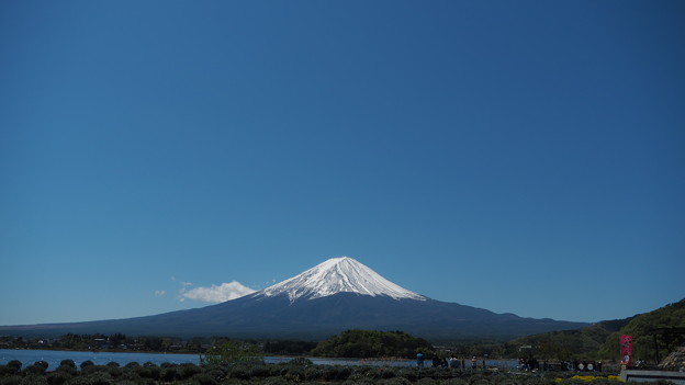 写真: 河口湖と富士山