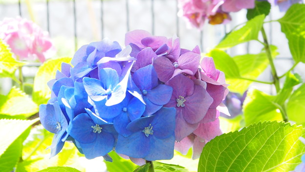 写真: パステル2色な紫陽花