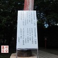 写真: 鷲宮神社10