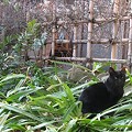 写真: 黒猫3号02