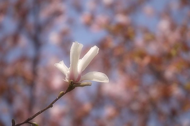 写真: 桜の中のコブシ