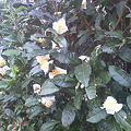 写真: お茶の花が咲いていました。