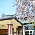 写真: 校舎と桜
