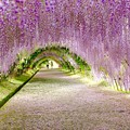 写真: 藤の花トンネル