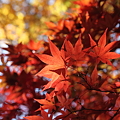 写真: IMG_9823京都の紅葉_2010年11月