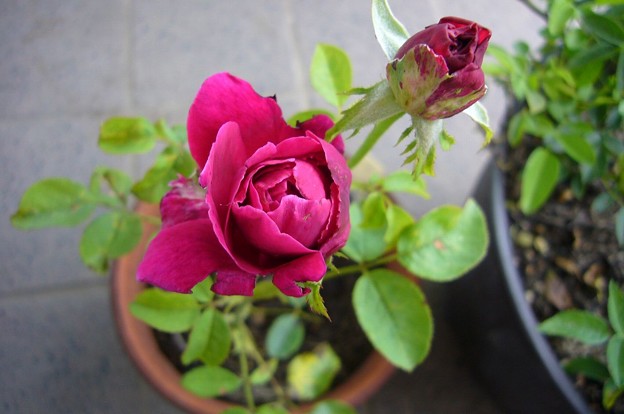 140625-2　赤紫のバラ