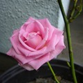 140715-1　ピンクのバラ
