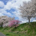 150411-16　桜３
