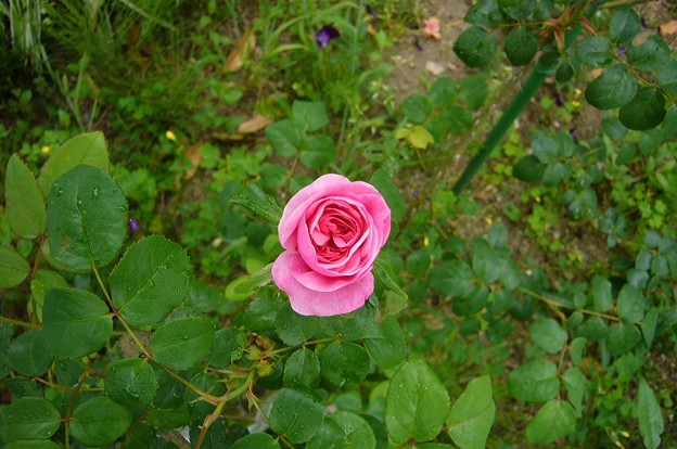 写真: 150509-5　ピンクのつるバラ