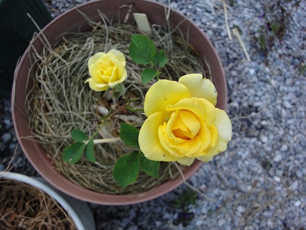 写真: 160528-2　黄色いバラ