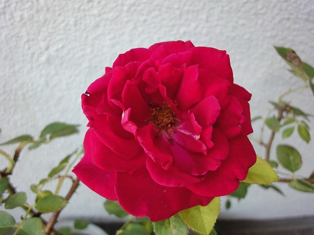 写真: 160610-2 赤いバラ