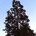 写真: モミの木のフラクタル
