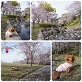 写真: 20120415　桜の花弁の絨毯
