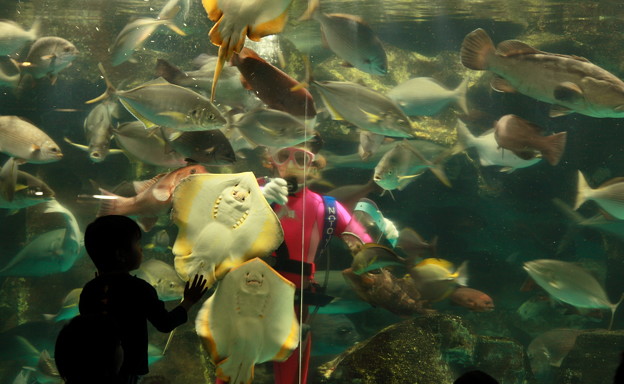 写真: マリンガールの餌付けショー(2)　　のとじま水族館